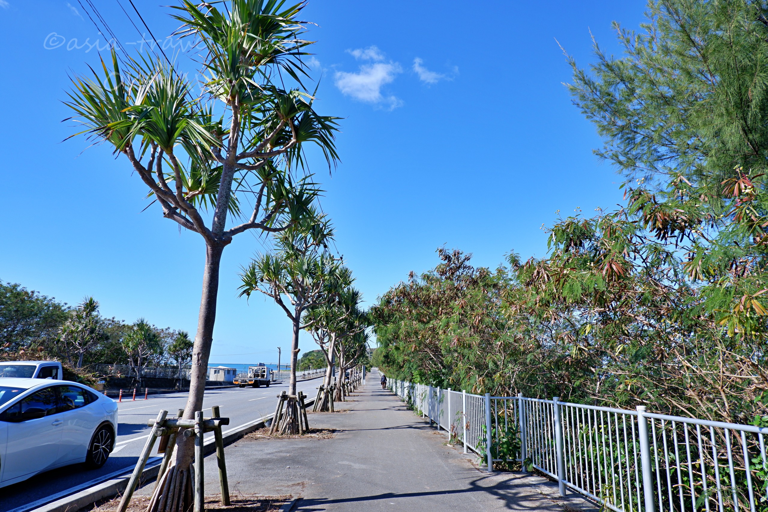 瀬長島のタコノキ並木と青空が広がる遊歩道
