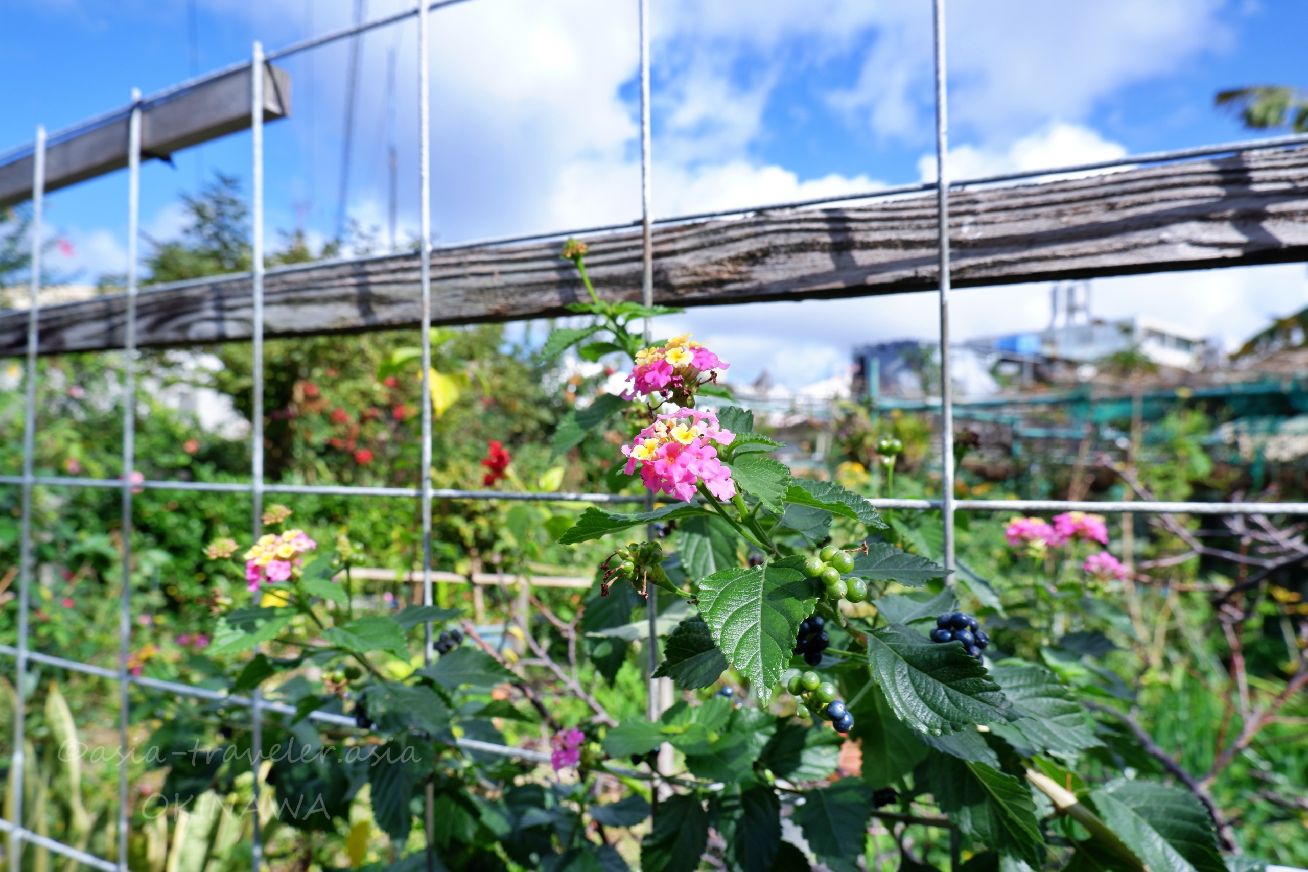 那覇・長田の路地に咲くランタナの花と金属フェンス