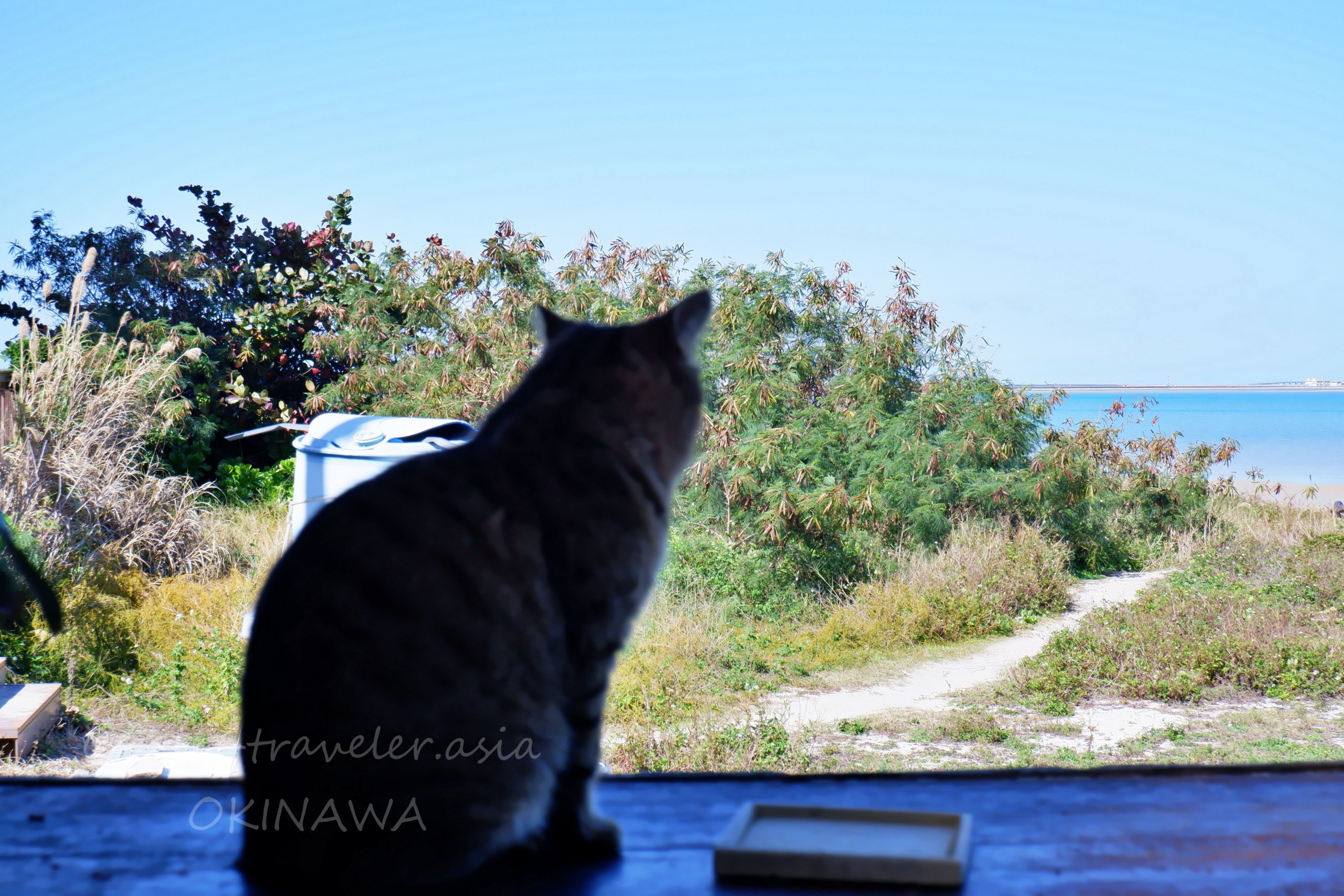 瀬長珈琲テラス席から海を眺める島猫のシルエット