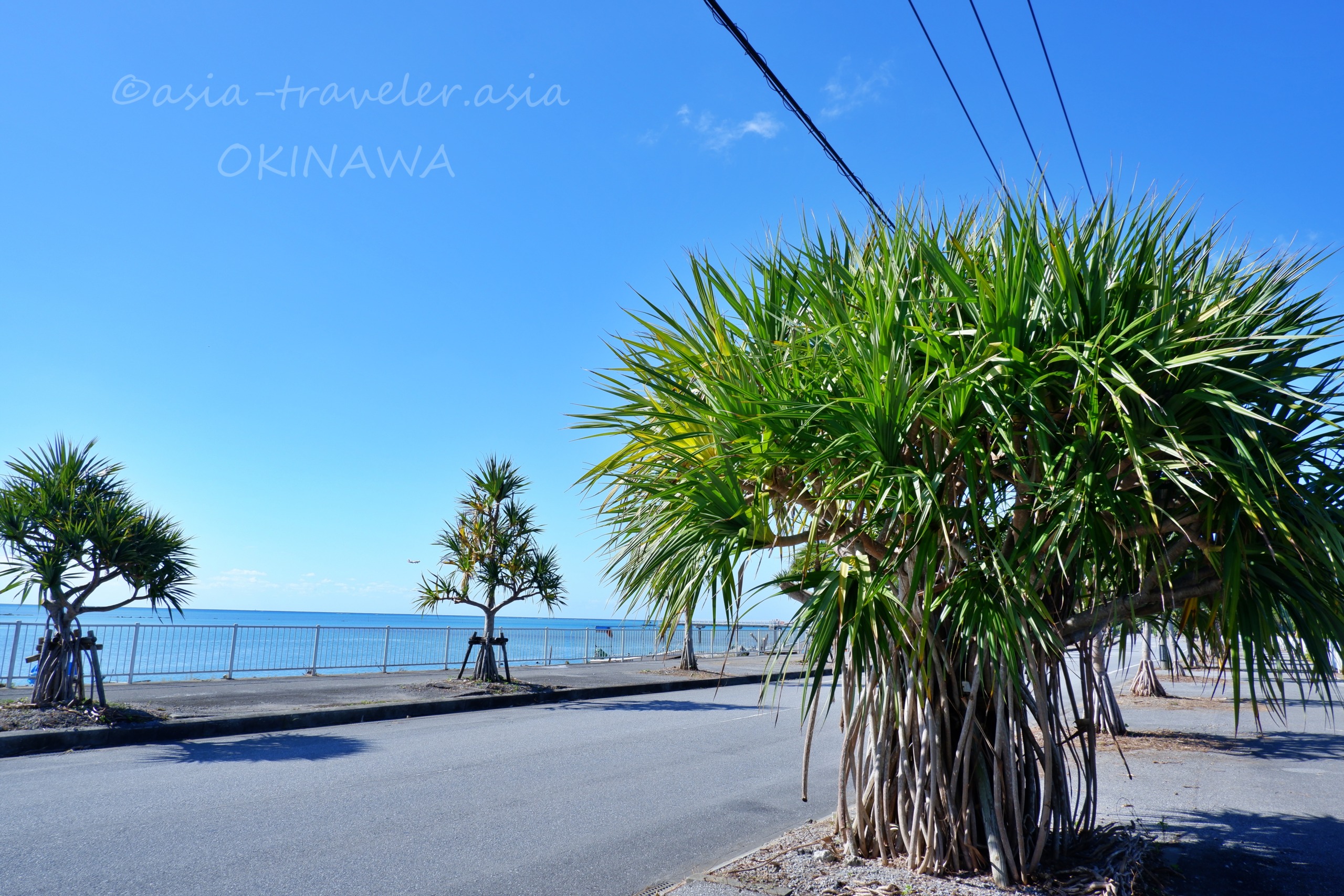 沖縄・瀬長島の青空と熱帯植物が並ぶ海沿いの道