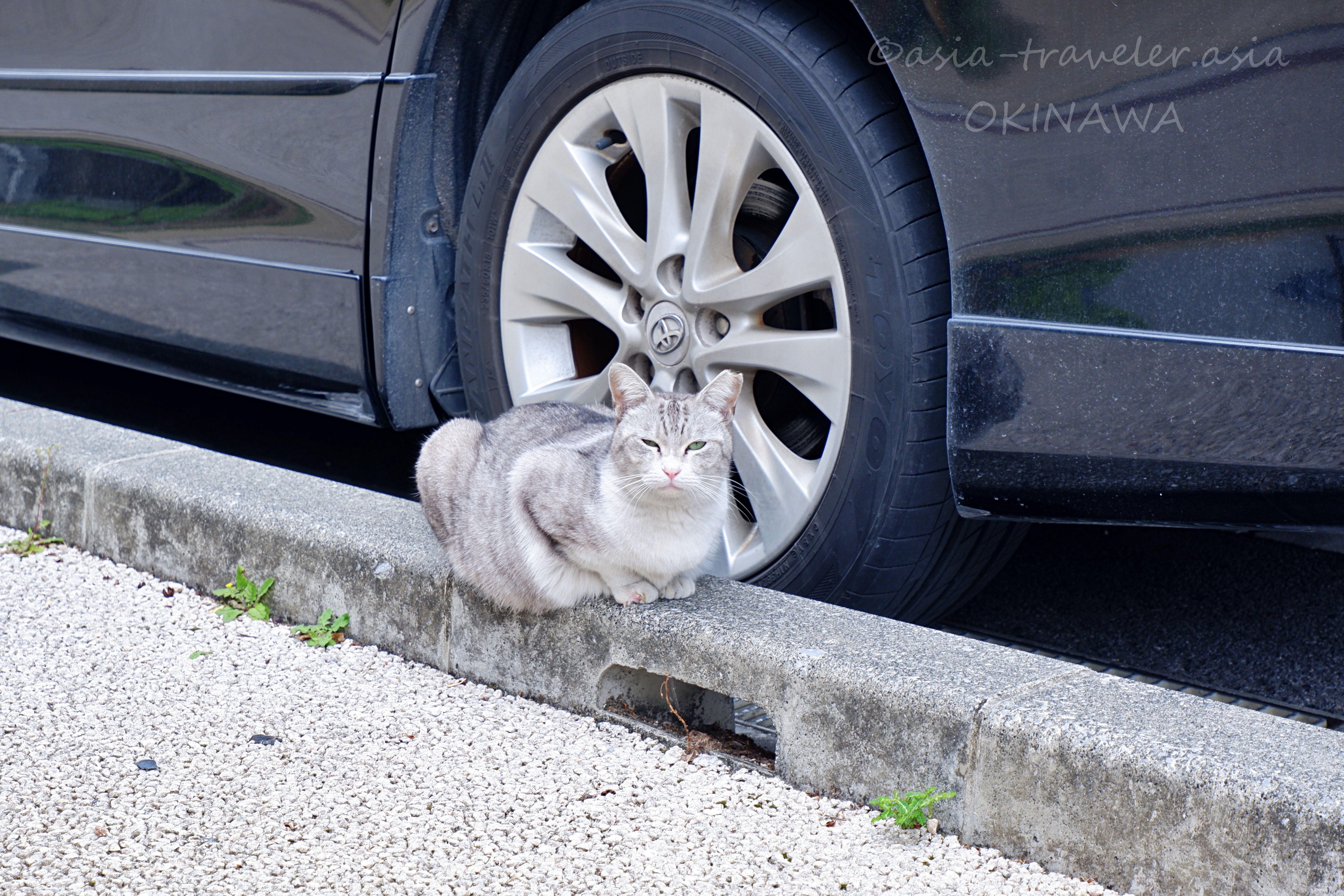 沖縄・泉崎の路地で車のタイヤ脇にくつろぐ野良猫