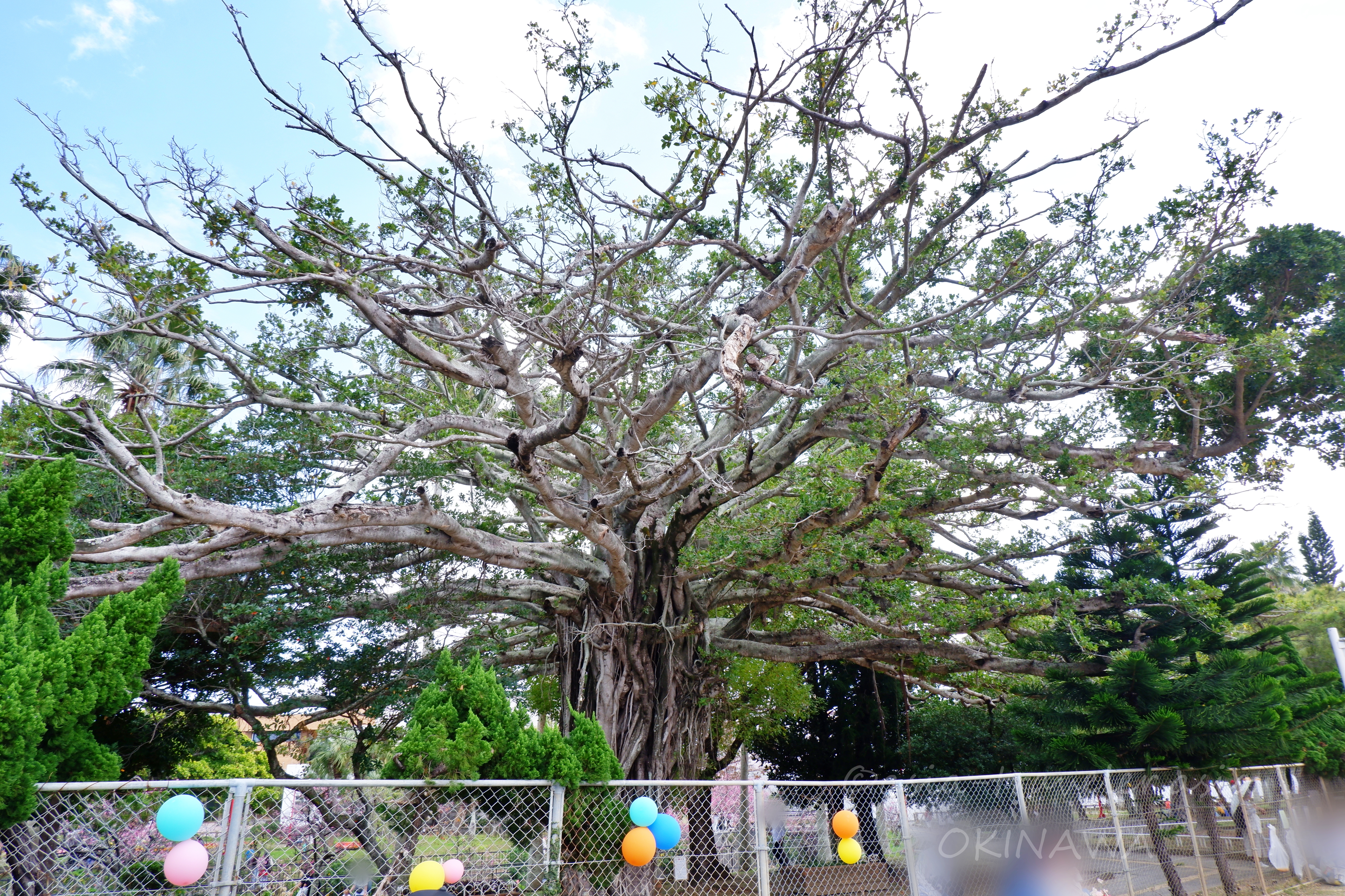 那覇の広場に立つ大きなガジュマルの木とカラフルな風船