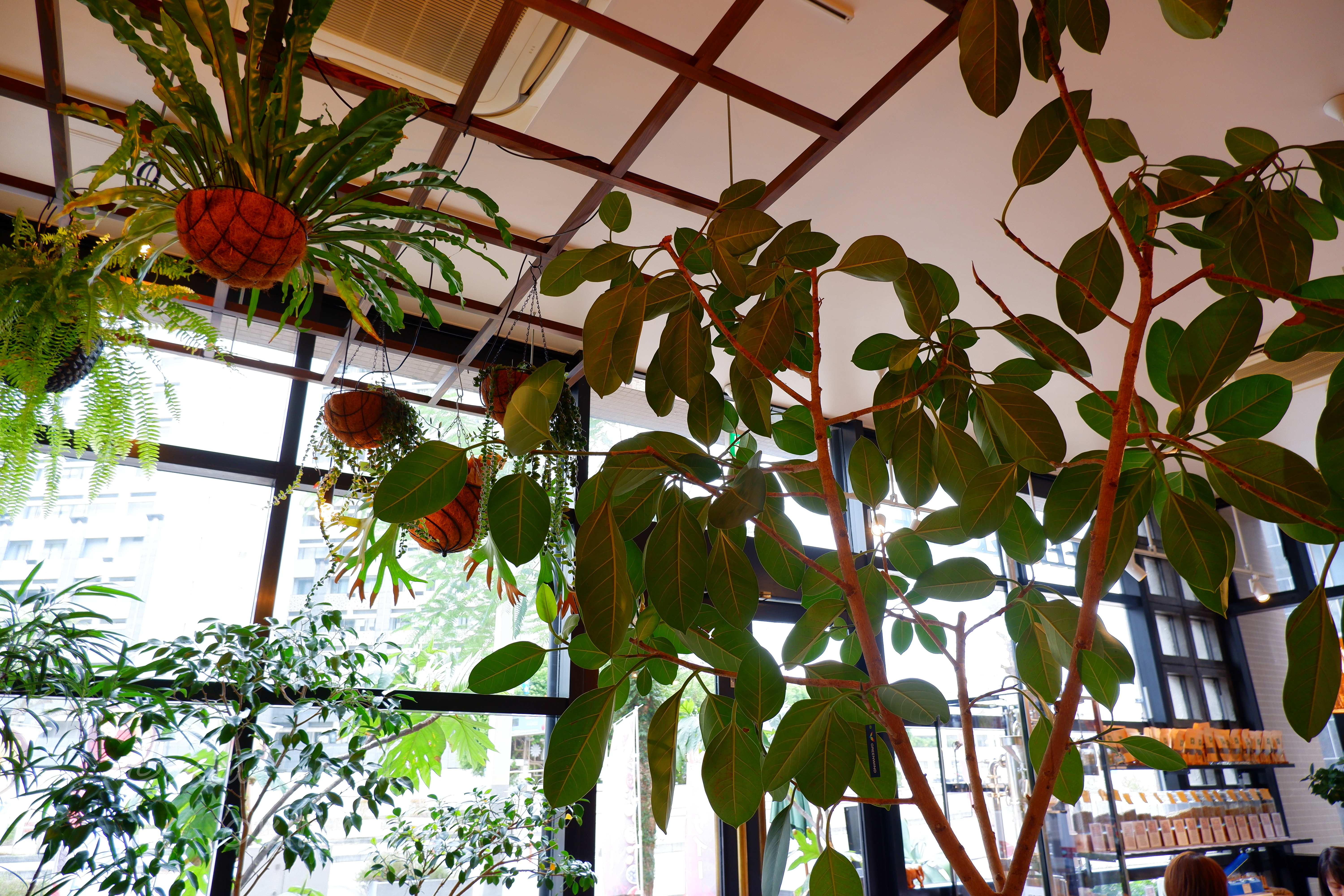 GREEN&CAFE店内に広がる大型観葉植物と吊り下げ苔玉の緑豊かな空間