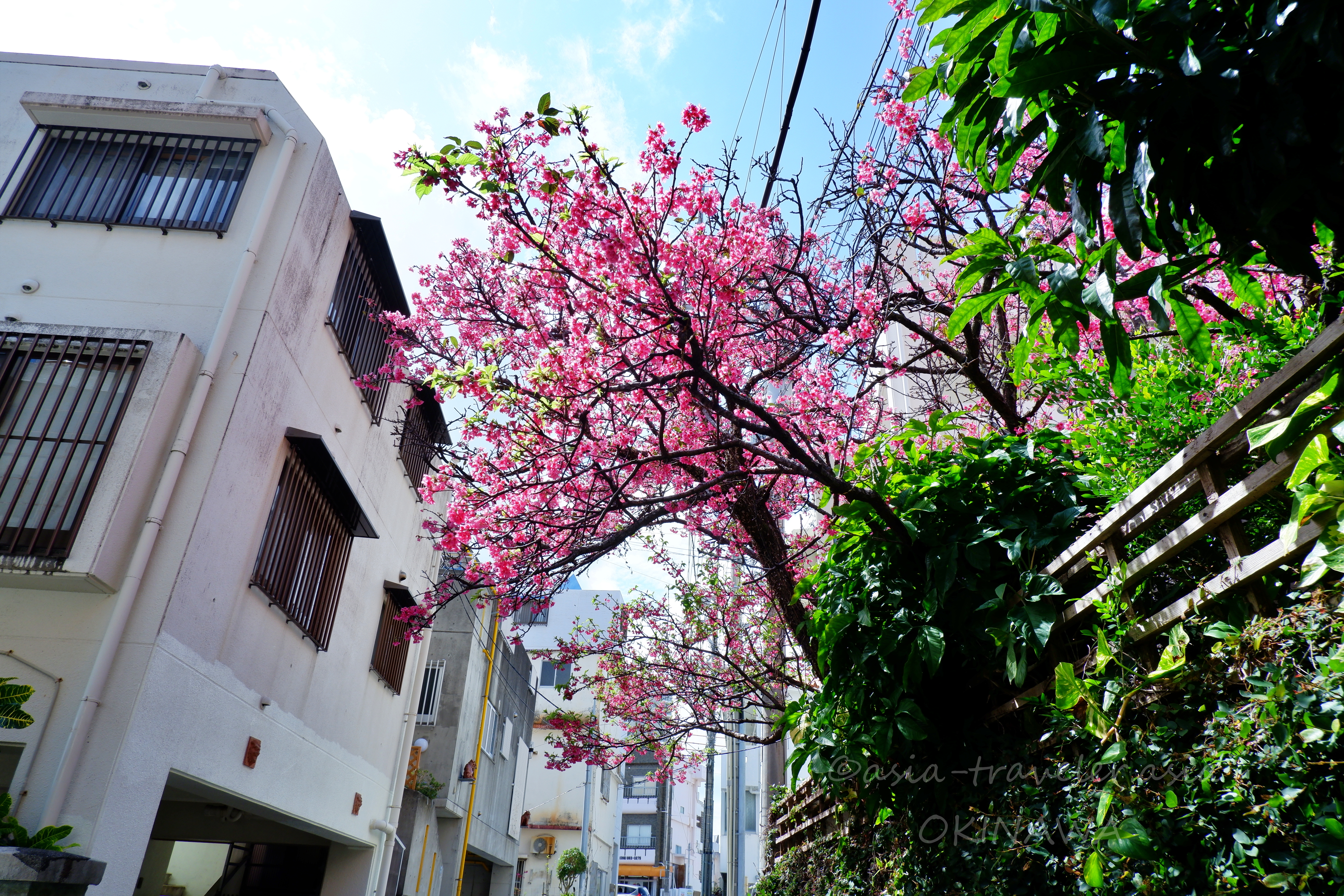 那覇・安里の路地に咲くピンクの寒緋桜