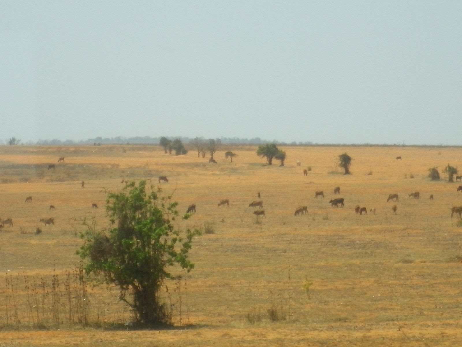 ベトナムのサバンナのような広大な草原と野生動物の群れ