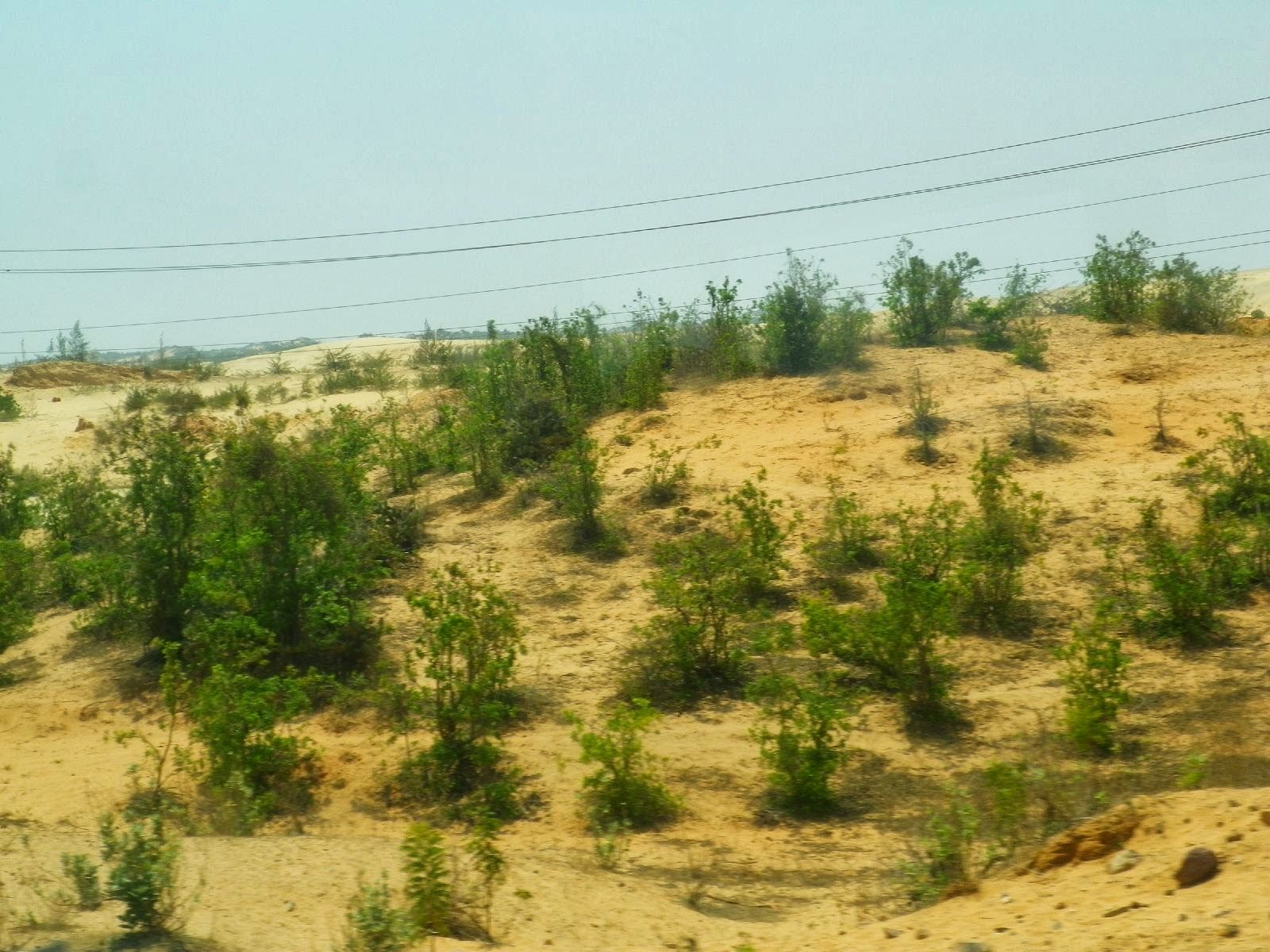 ムイネー近郊の砂丘に低木が点在するサバンナ風景