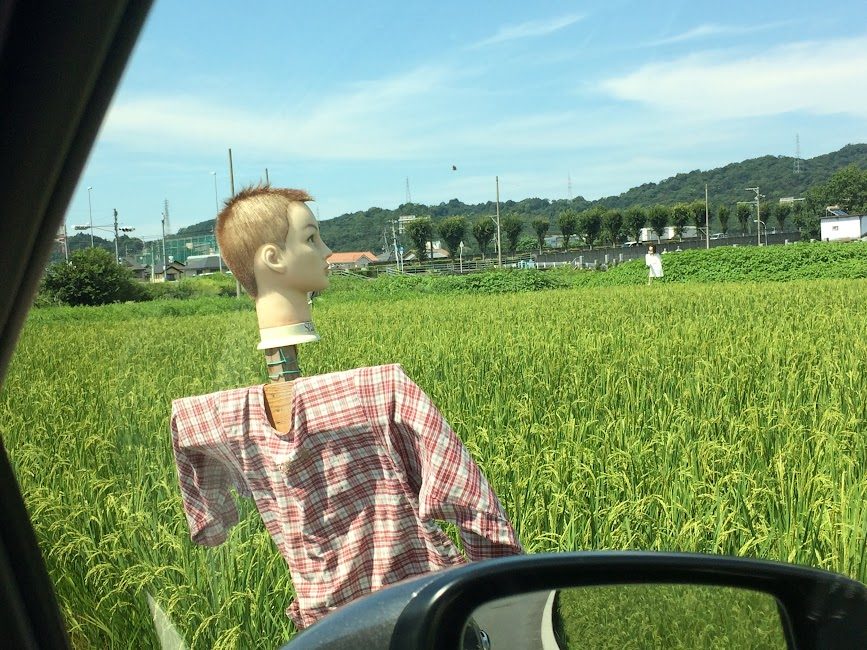 四国の田んぼに立つマネキンヘッドのかかし