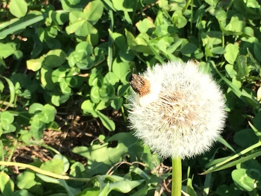 北黄金貝塚公園に咲くたんぽぽの綿毛とクローバー