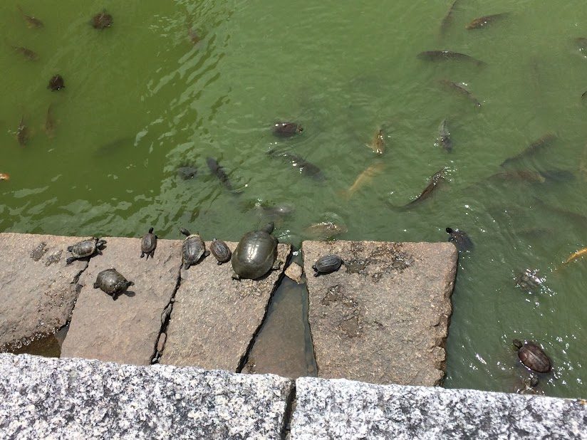 丸亀城のお堀でスッポンと鯉が日向ぼっこする様子