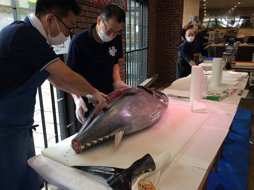 対馬産本マグロを二人がかりで解体するプロ職人の技