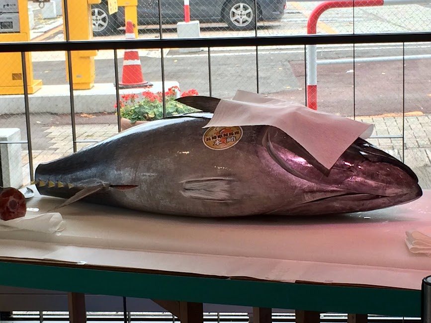 対馬産の生本マグロが丸ごと1本台の上に横たわる様子