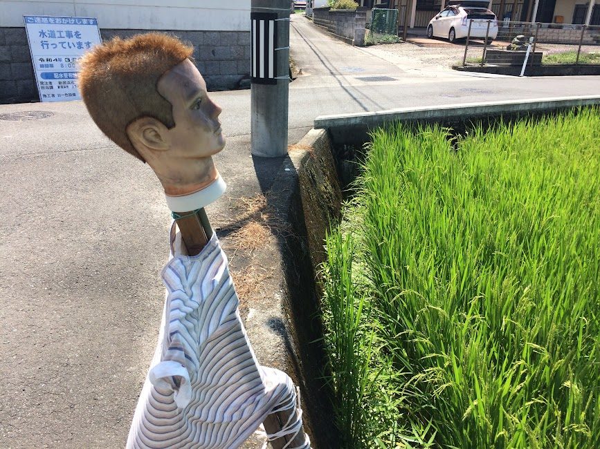 四国の田んぼ脇に立つ生首マネキンのかかし