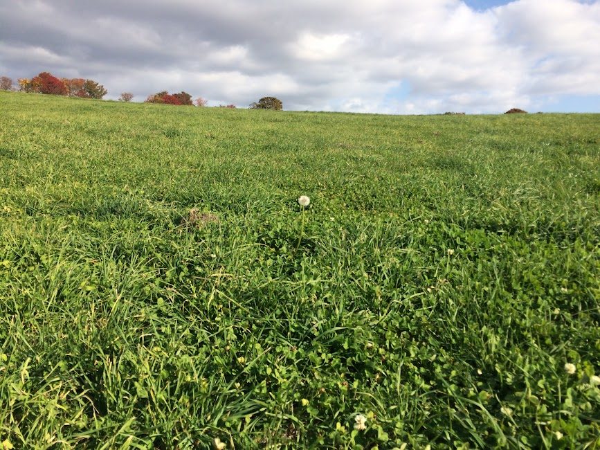 北黄金貝塚公園の緑広がる草原と秋色の丘