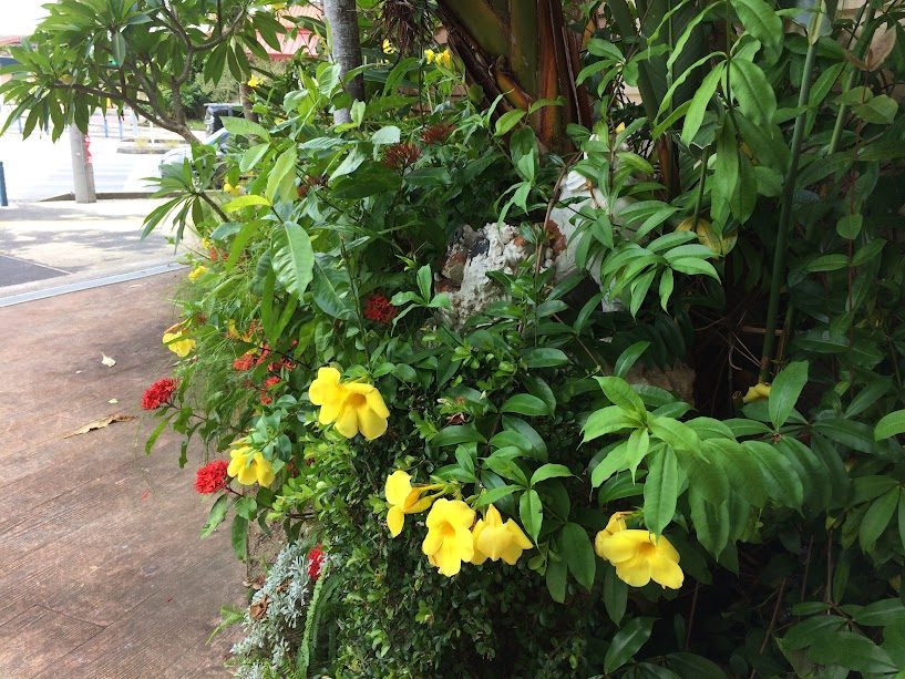 街路沿いに咲く黄色と赤の南国の花々