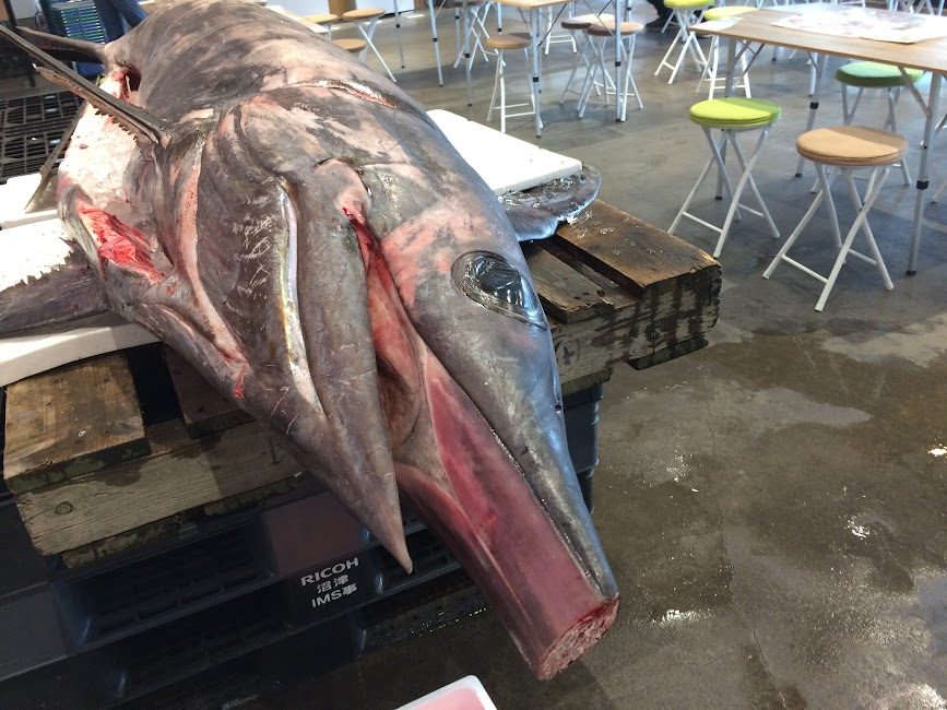 沼津港で水揚げされた201キロの巨大カジキマグロ