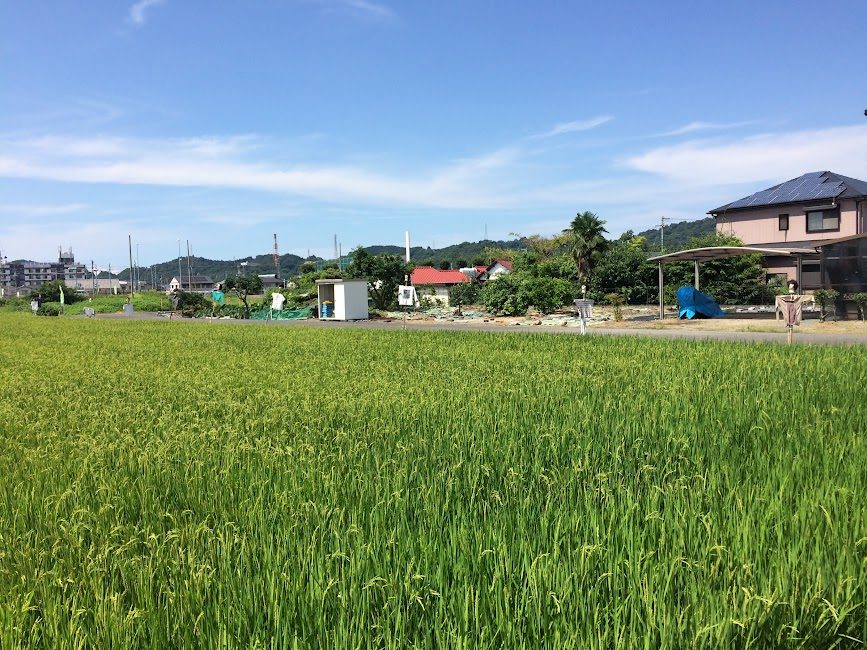 四国の田んぼに佇む生首マネキンのかかし